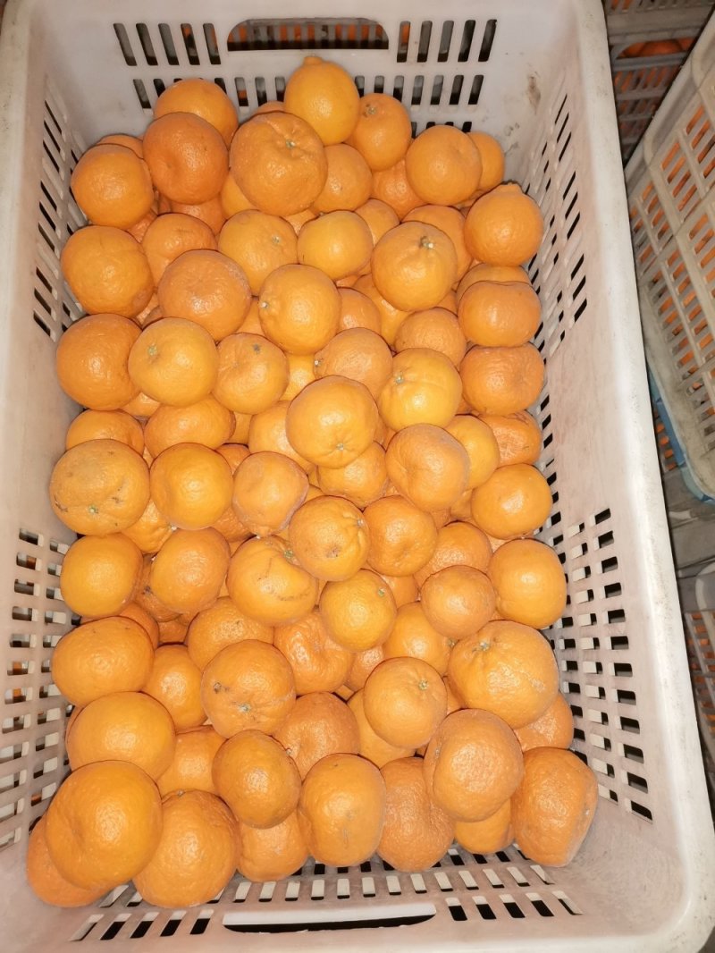 湖北当阳椪柑大量出货