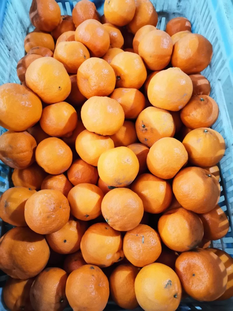湖北当阳椪柑大量出货