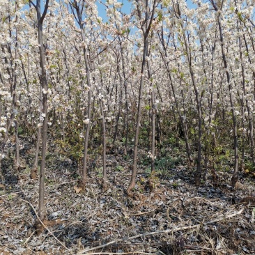 蜂糖李李子当年结果产量方硕