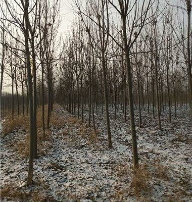 梓树