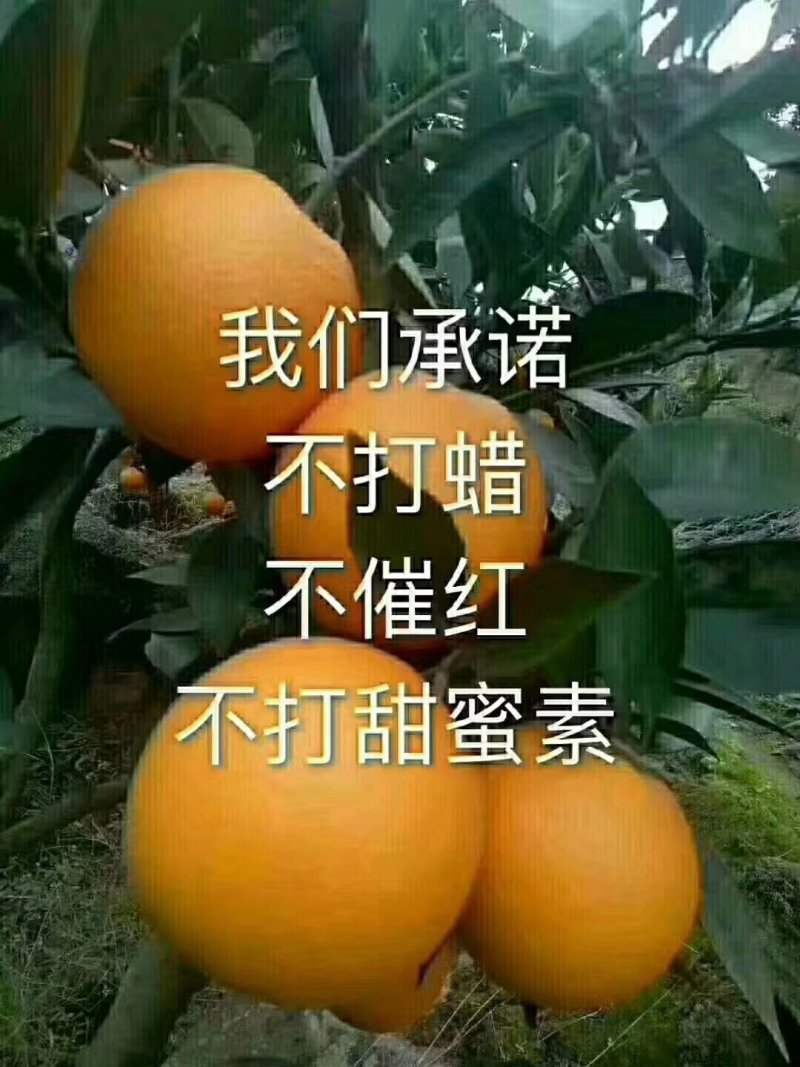 你负责下单，我负责采摘，今天在路上，明天在舌尖