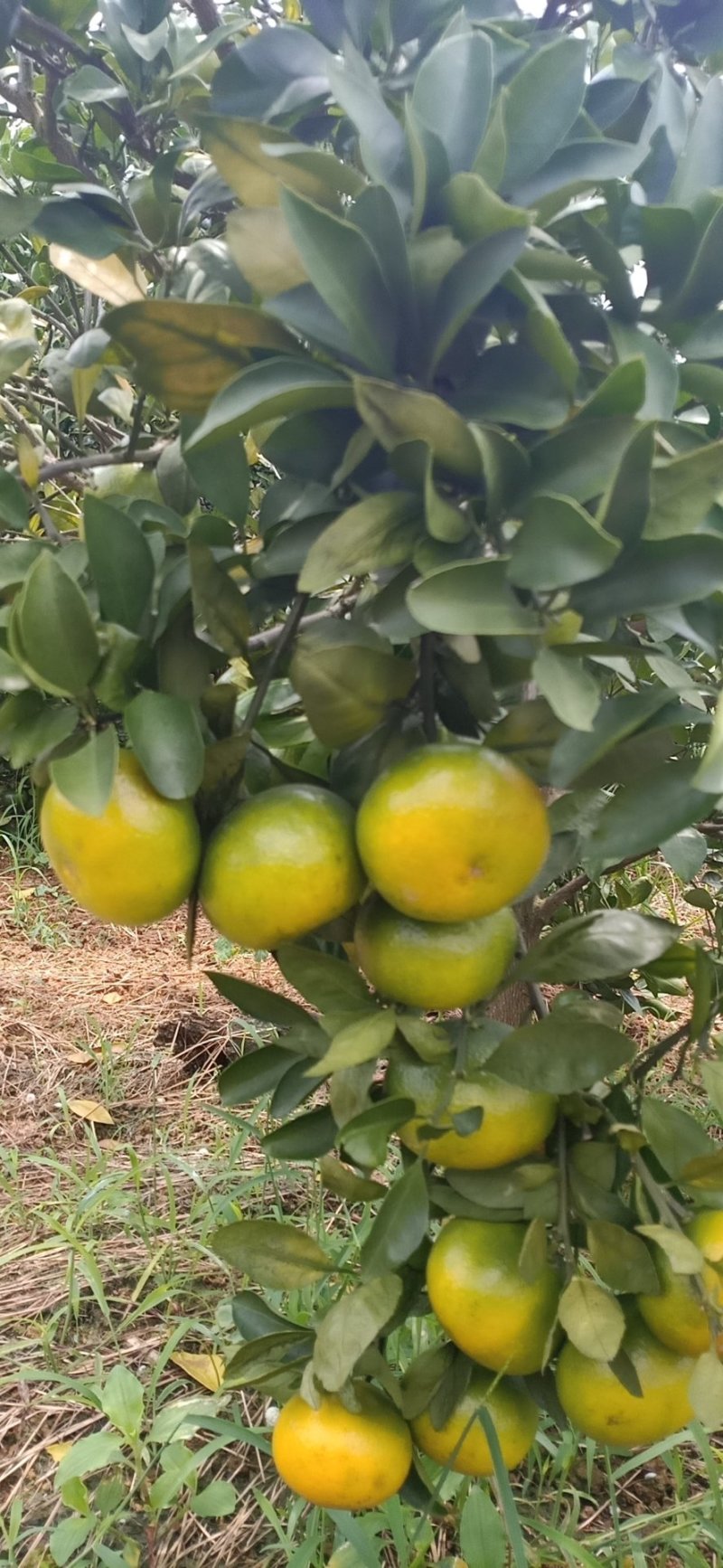温州柑橘，早熟柑，青皮蜜橘，特早柑，贡果，大量上市