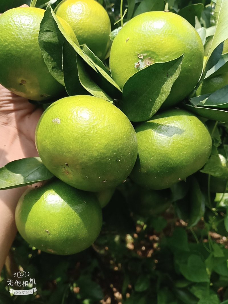 温州柑橘，早熟柑，青皮蜜橘，特早柑，贡果，大量上市