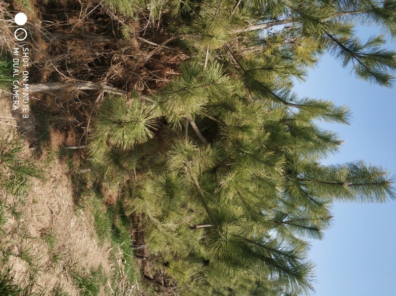 黑松大量出售，邹平县黑松基地