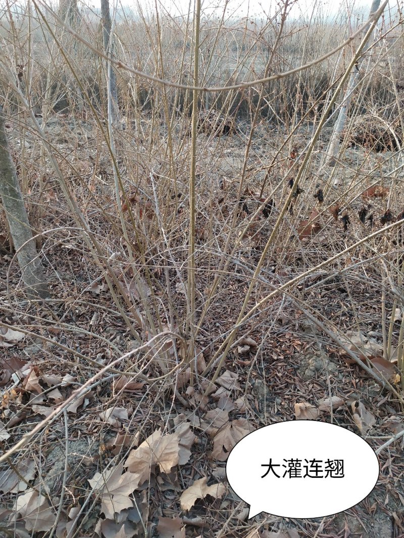 河北大灌连翘高150灌120大灌连翘，视频看货，