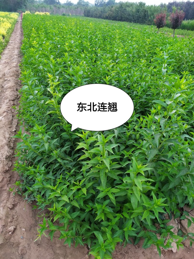 河北大灌连翘高150灌120大灌连翘，视频看货，