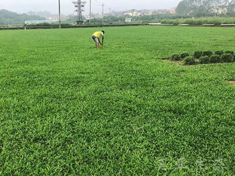 台湾草皮草卷结缕草坪基地直销一手货源质量可控次日发货