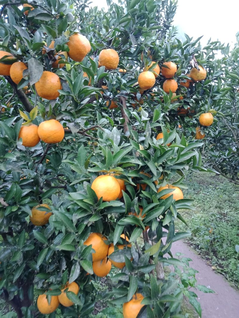青见口感好，皮薄，果皮光亮，无虫害，运输，果框，包装，洗
