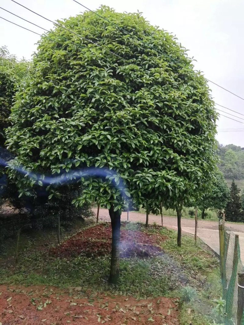 桂花，桂花树桂花，10至15公分精品桂花树【鸿洋园艺】