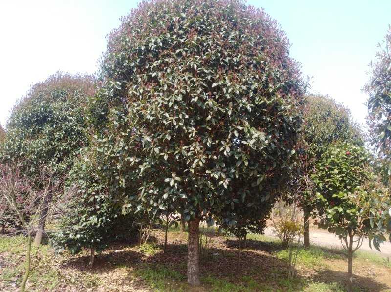 桂花，桂花树桂花，10至15公分精品桂花树【鸿洋园艺】