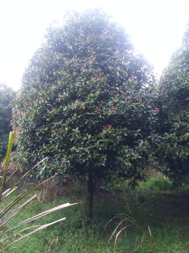 桂花，桂花树桂花，10至15公分精品桂花树【鸿洋园艺】