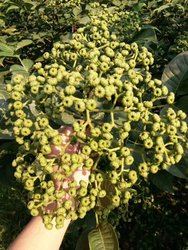吴茱庾