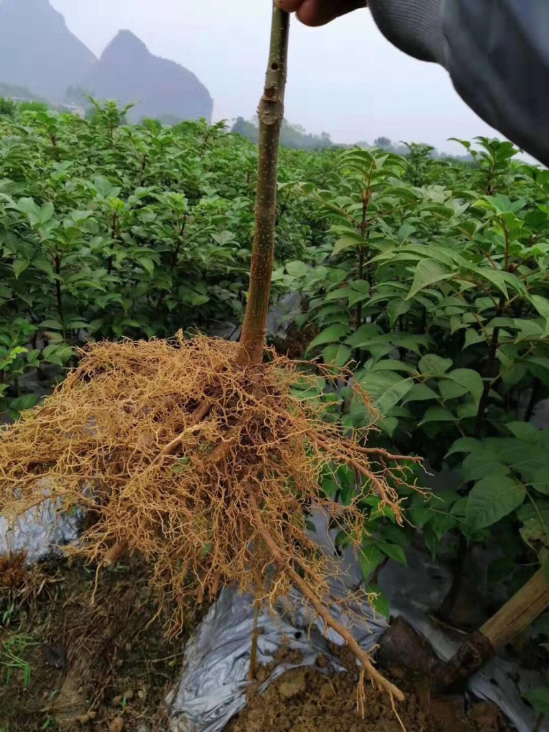 吴茱庾