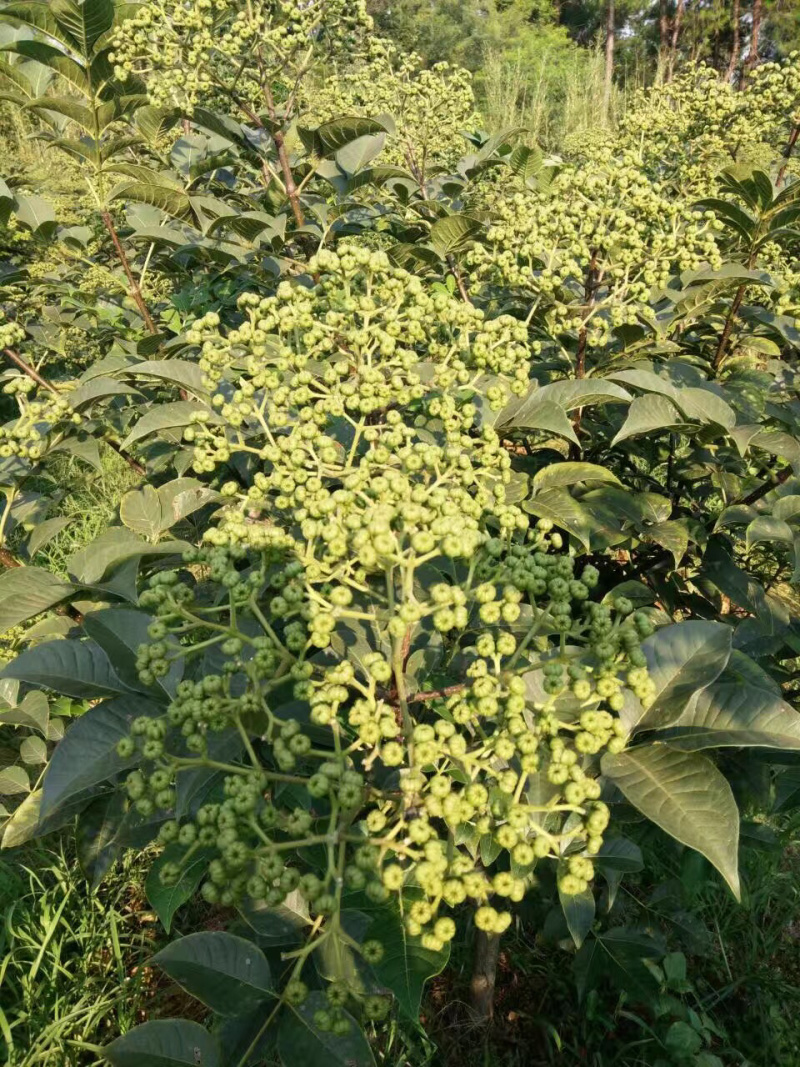 吴茱庾