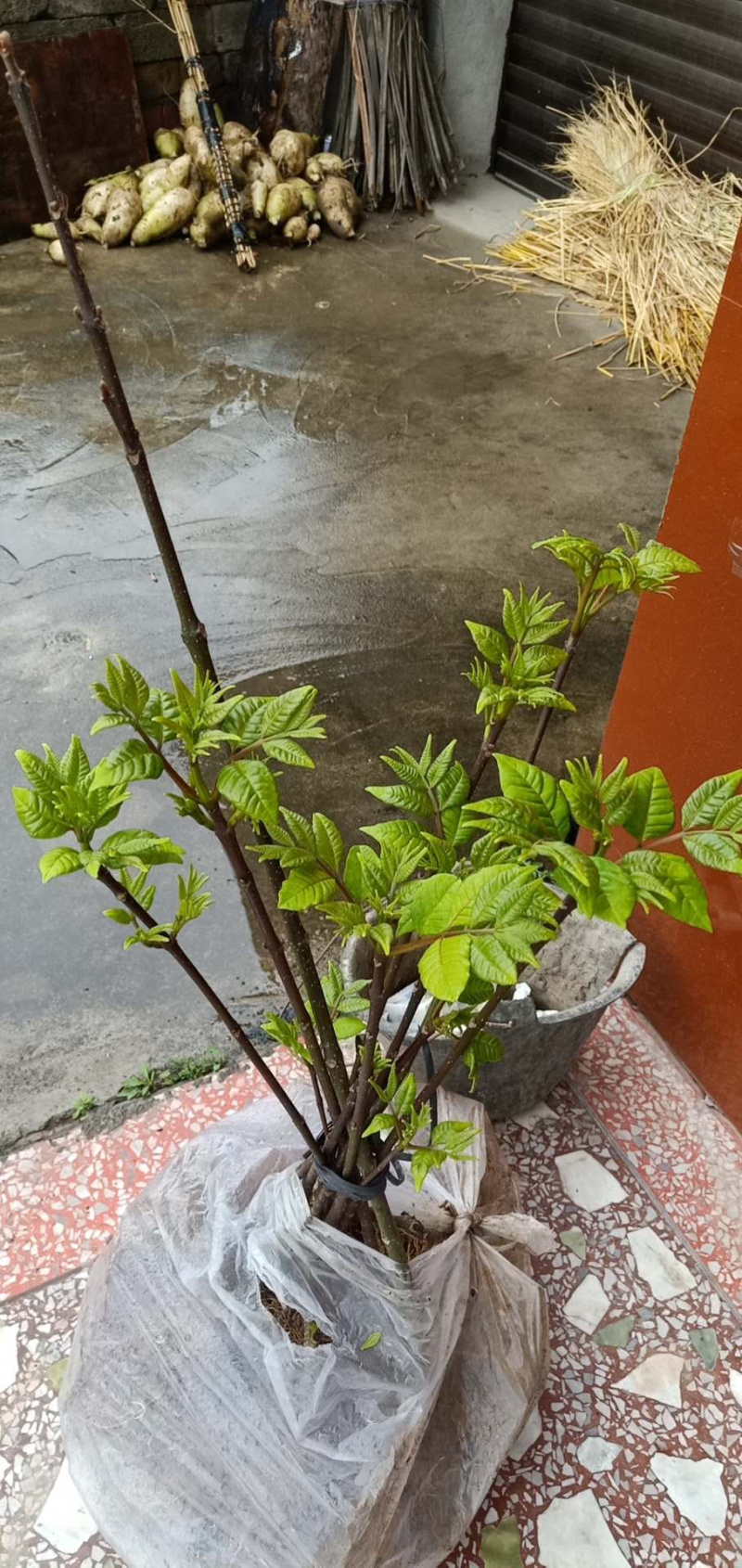 吴茱庾