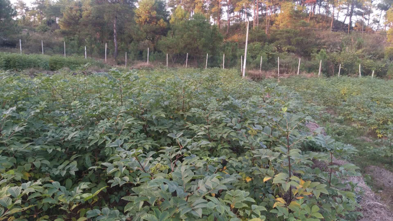 吴茱庾