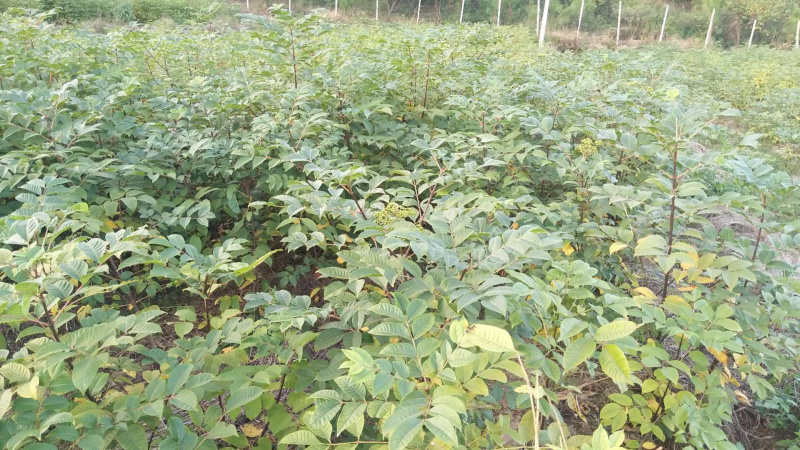 吴茱庾