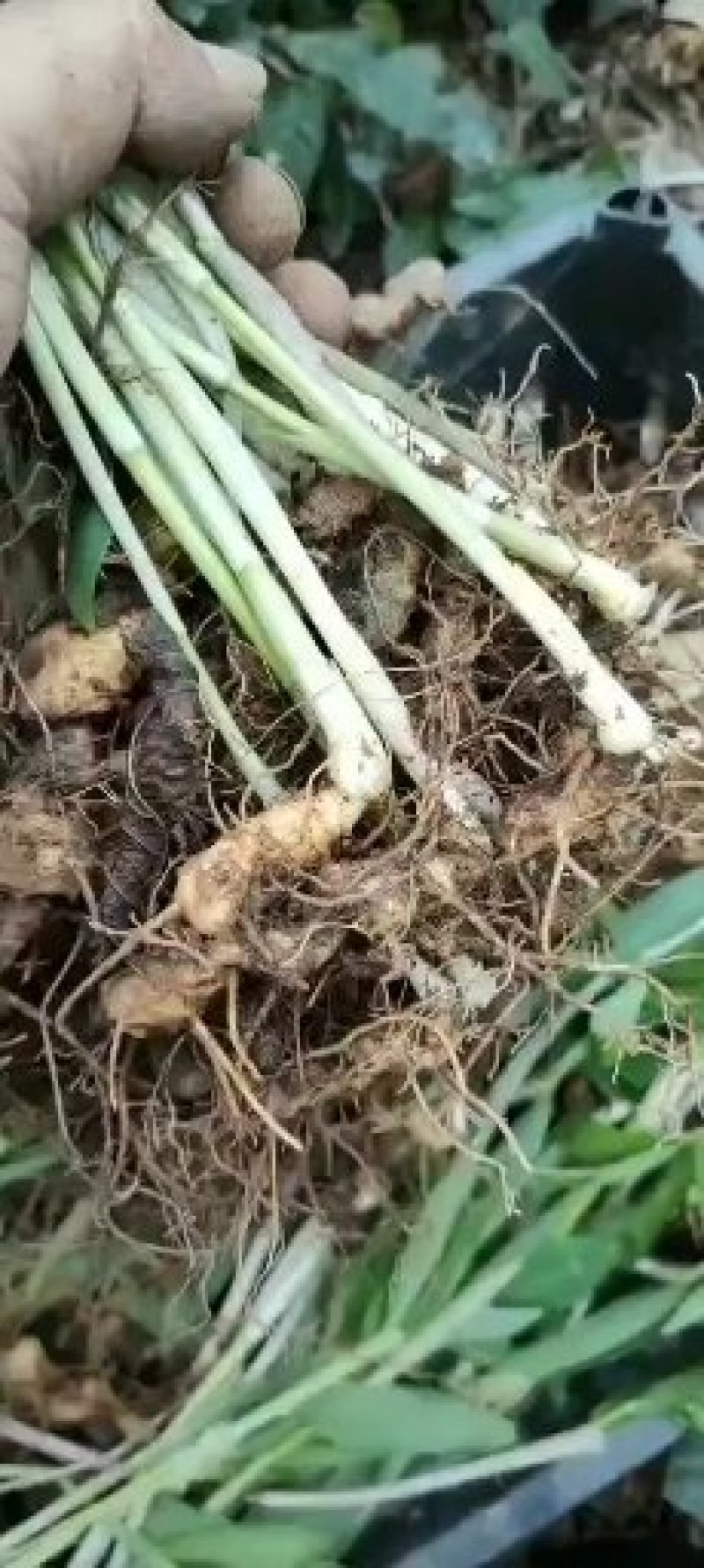 多花倒苗姜型黄精种苗，大量供应优质苗子，