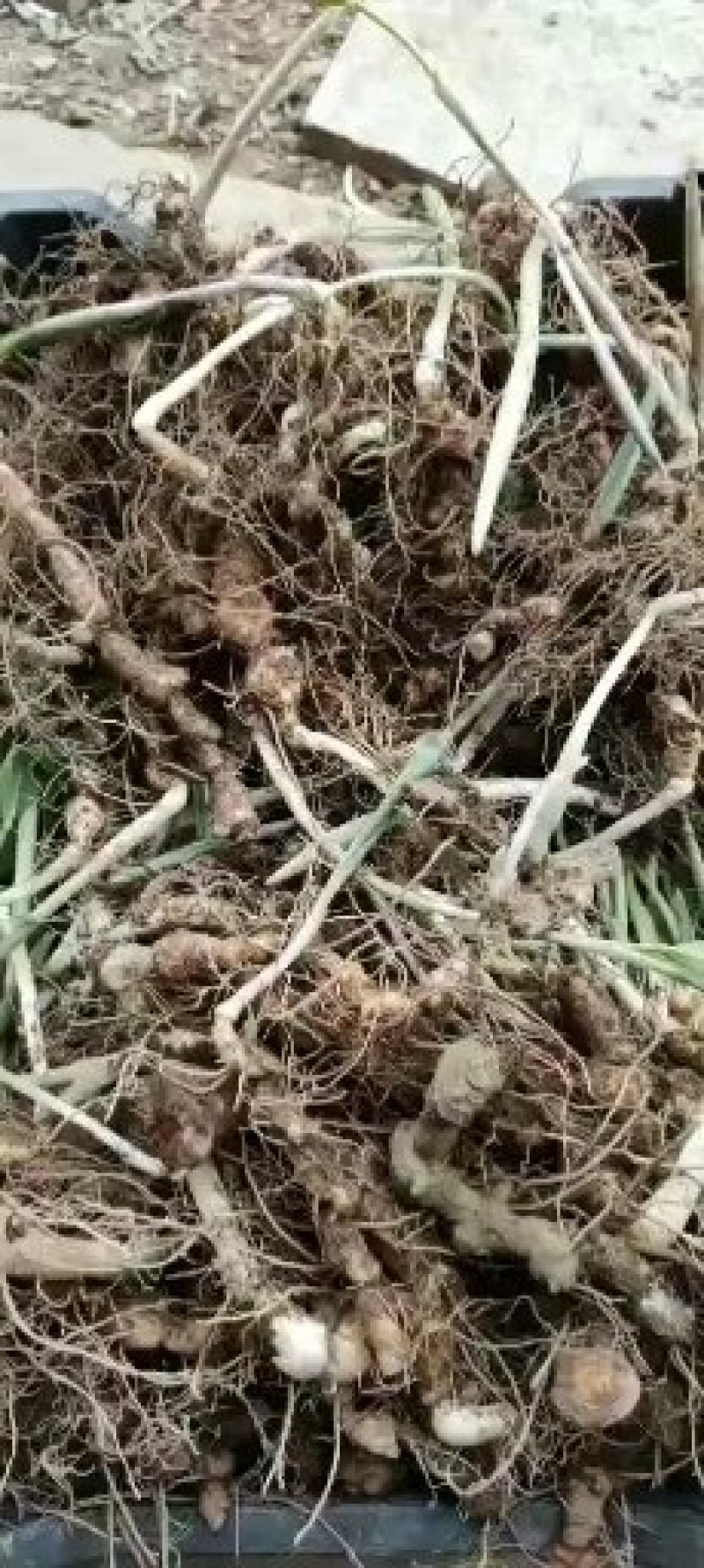 多花倒苗姜型黄精种苗，大量供应优质苗子，