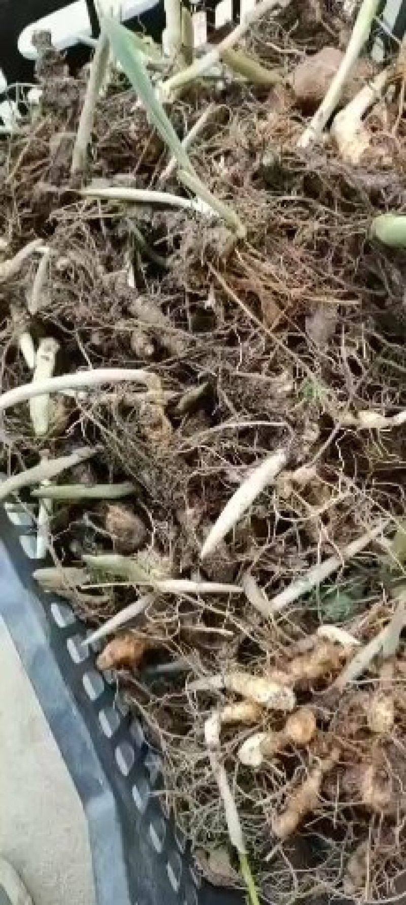 多花倒苗姜型黄精种苗，大量供应优质苗子，