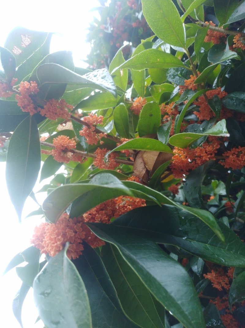 桂花，桂花树，丹桂，桂花20公分桂花12公分【鸿洋园艺】