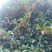 桂花，桂花树，桂花12公分桂花10公分【鸿洋园艺】