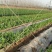 荷兰豆，甜豆青豌豆产地一手货源量大从优价格实惠联系