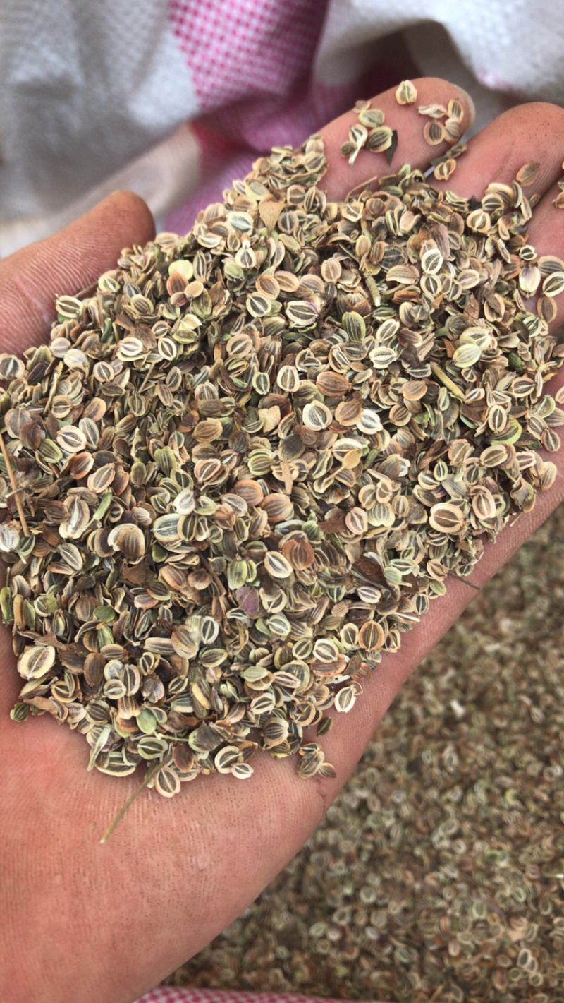 前胡种子全国可种植白花前胡出芽率高可签回收合同
