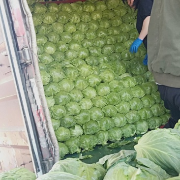 蔬菜洋白菜，绿甘蓝，圆白菜，包菜本地