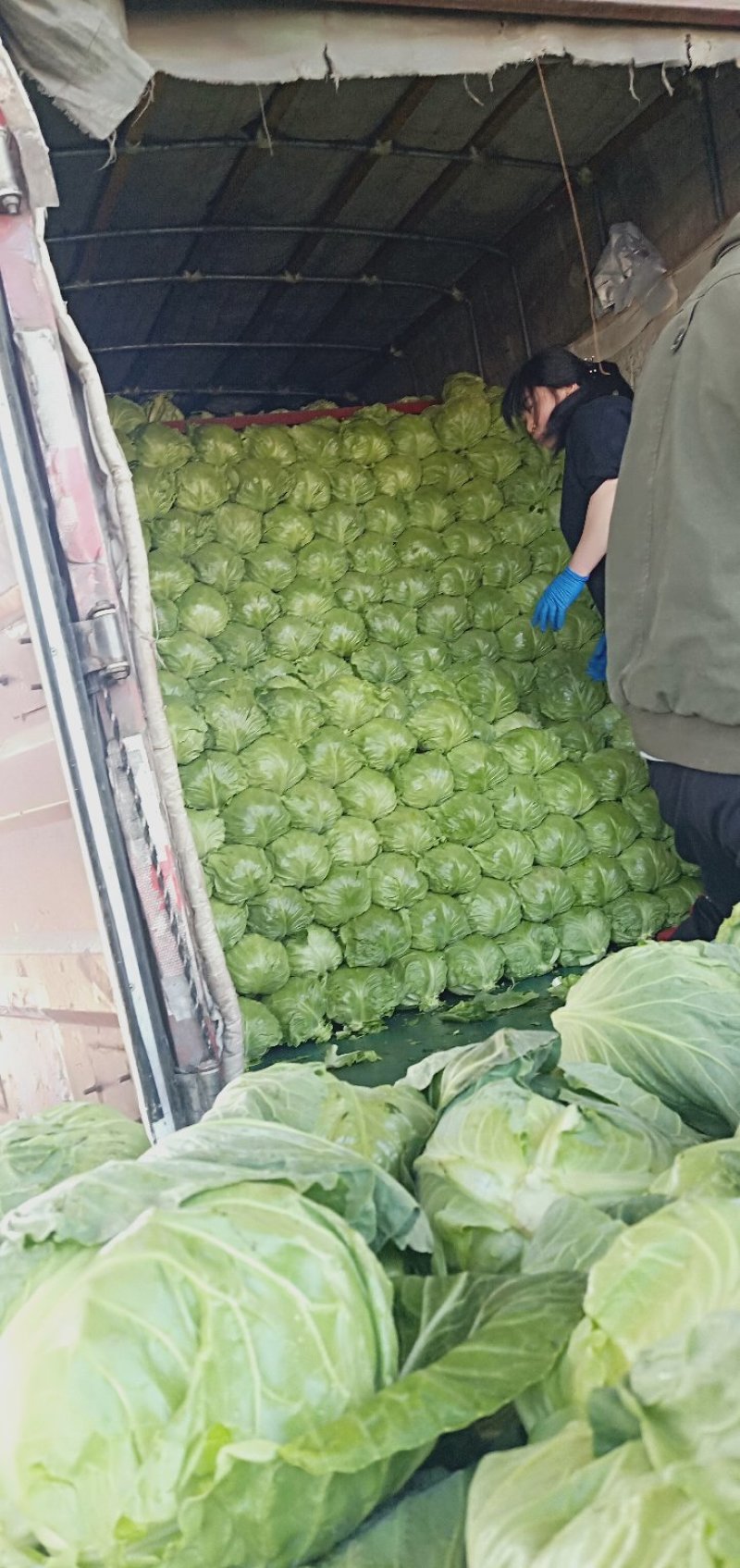 蔬菜洋白菜，绿甘蓝，圆白菜，包菜本地