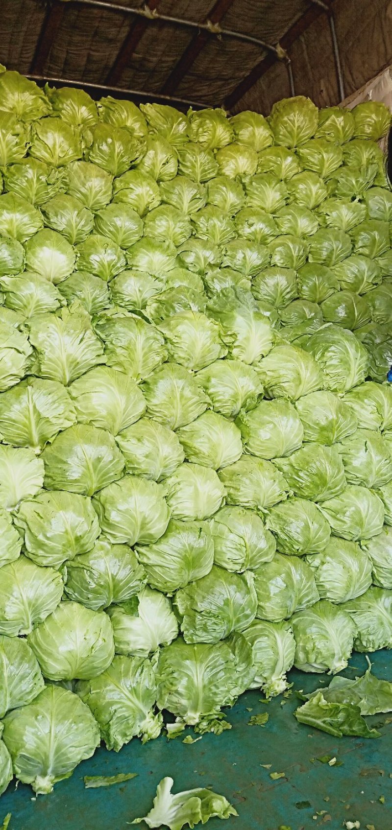 蔬菜洋白菜，绿甘蓝，圆白菜，包菜本地