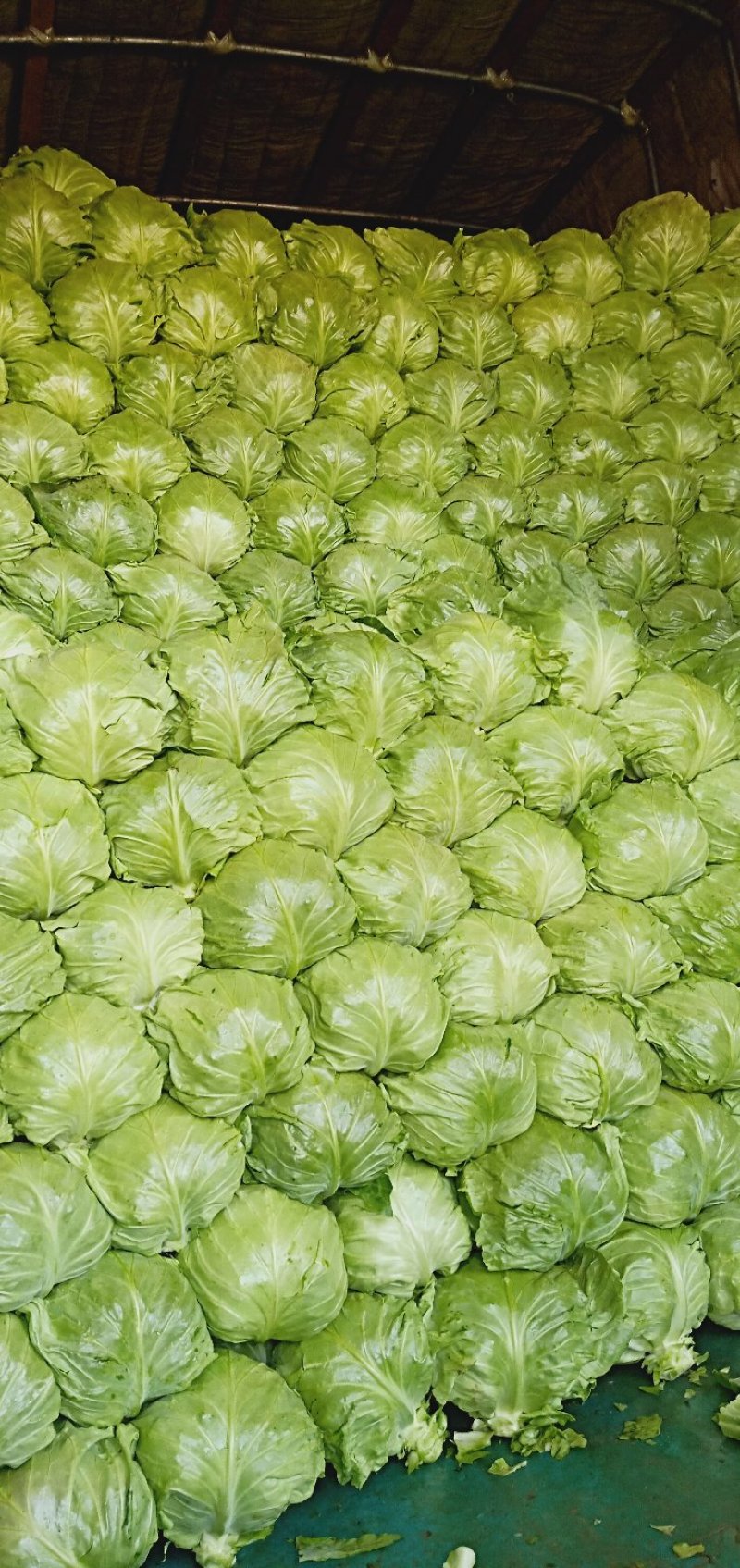蔬菜洋白菜，绿甘蓝，圆白菜，包菜本地