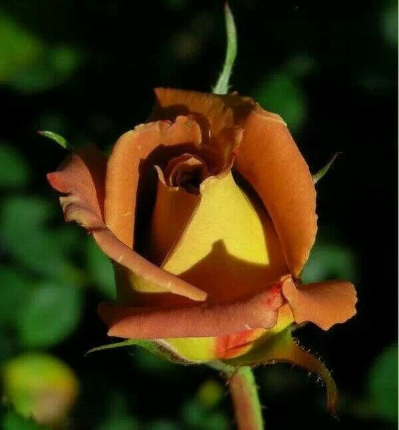 长年销售各种月季，观赏玫瑰，食用玫瑰等有需要的下单