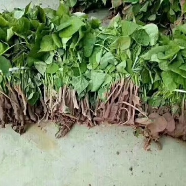秦薯苗秦薯5号红薯苗秦薯五号苗秦薯红薯苗包回收秦薯5号苗