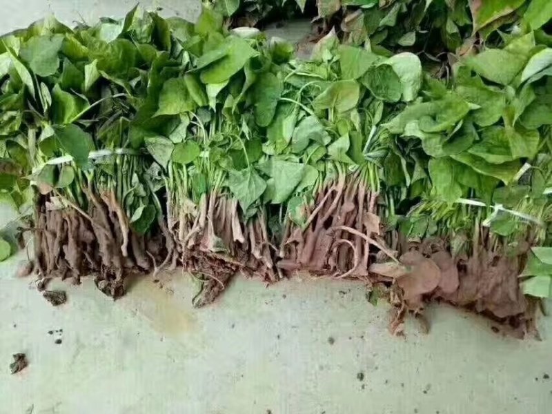 秦薯苗秦薯5号红薯苗秦薯五号苗秦薯红薯苗包回收秦薯5号苗