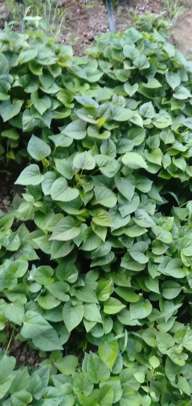秦薯苗秦薯5号红薯苗秦薯五号苗秦薯红薯苗包回收秦薯5号苗