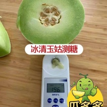 《产地一手货源》冰清玉姑甜瓜，甜度高实力代收