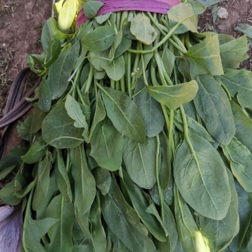 小叶菠菜