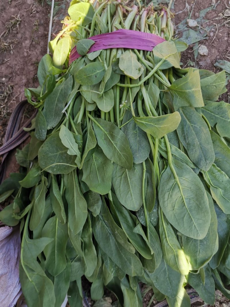 小叶菠菜