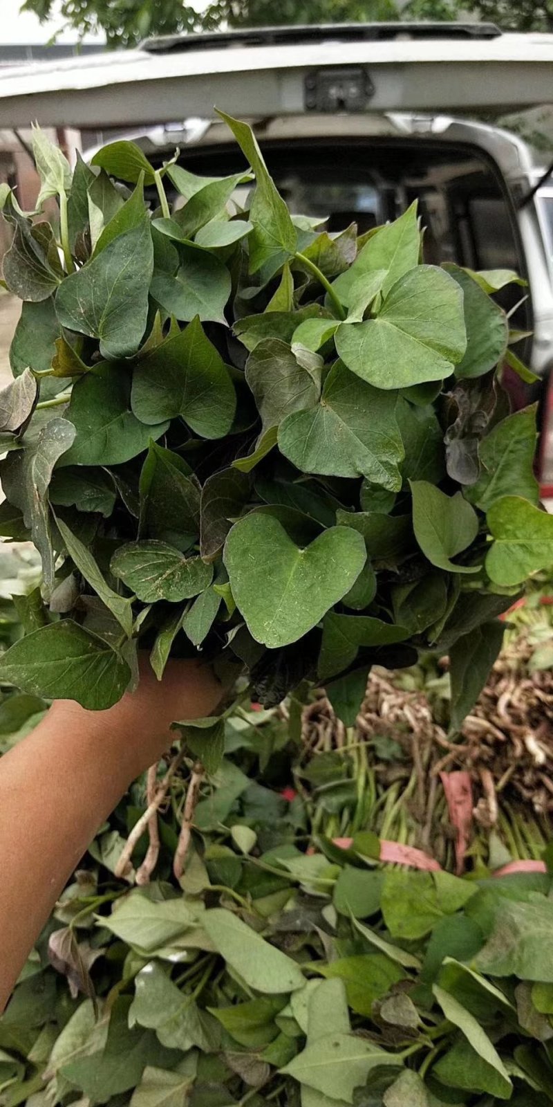 秦薯苗秦薯红薯苗秦薯8号红薯苗秦薯八号苗秦薯八号苗