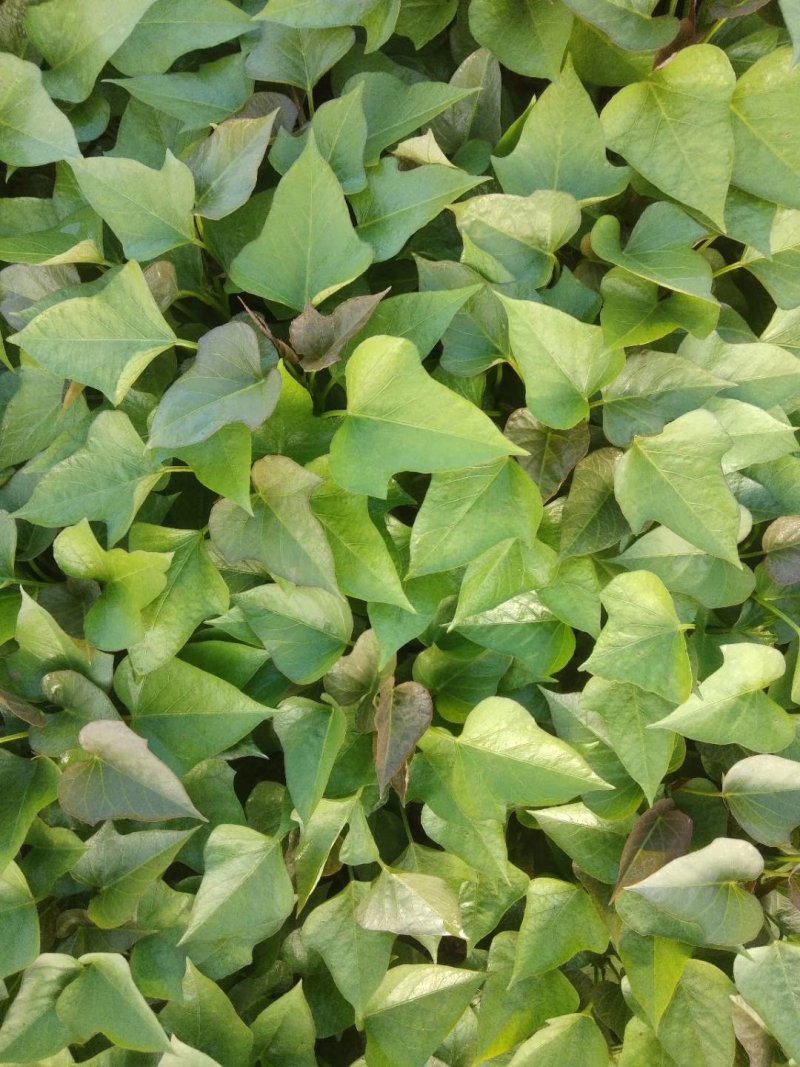 秦薯苗秦薯红薯苗秦薯8号红薯苗秦薯八号苗秦薯八号苗