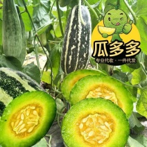 博洋9号甜瓜甜瓜主产地口感脆甜货源充足