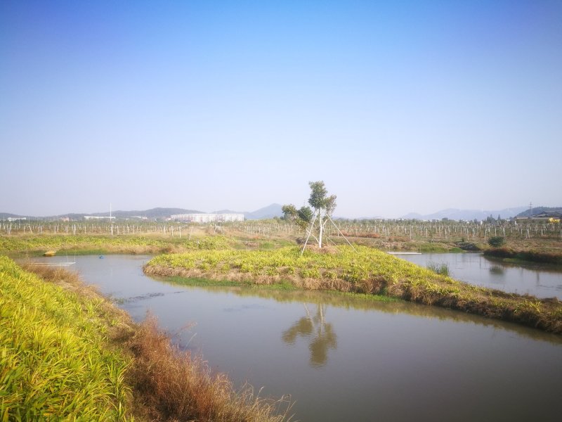鸢尾花、兰花、易栽、易活、易管理、种子包回收