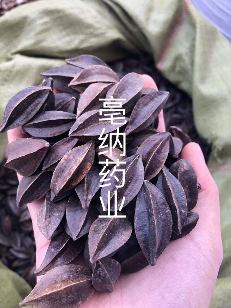 使君子中药材史君子四川五棱子1⃣️公斤起批