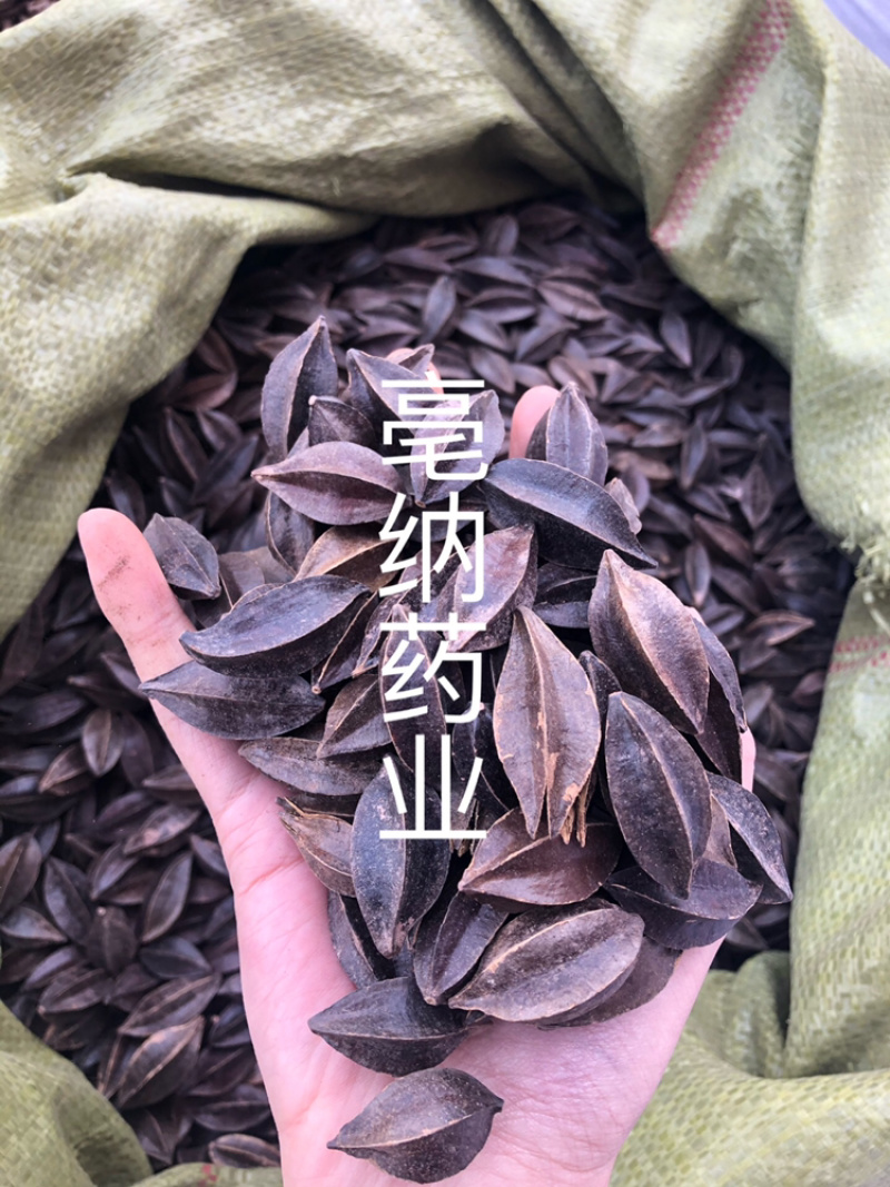 使君子中药材史君子四川五棱子1⃣️公斤起批