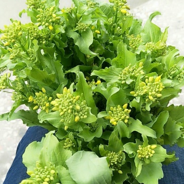 白菜心，白菜苔，独特气候，现已大量上市价格便宜