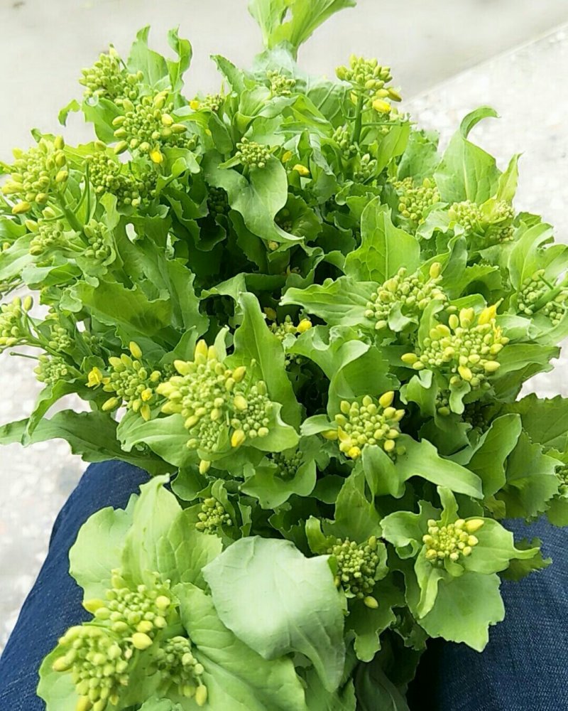 白菜心，白菜苔，独特气候，现已大量上市价格便宜