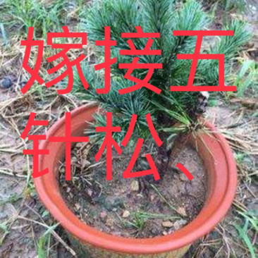 五针松，五针松小苗，嫁接五针松，日本大阪