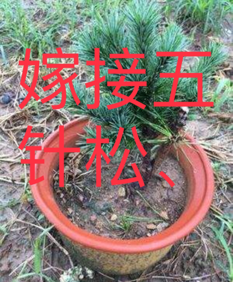 五针松，五针松小苗，嫁接五针松，日本大阪