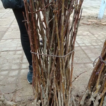 本人出售各种规格，海棠树自家园子的价格美丽便宜